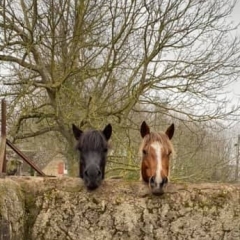 Les animaux mystères